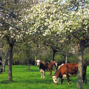 Les vaches sous les Pommiers - Gîtes Vert-Pomme, Normandie